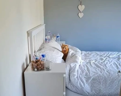 网友养了一只喜欢帮你暖床的橘猫…“哎呦,真贴心!(图1)