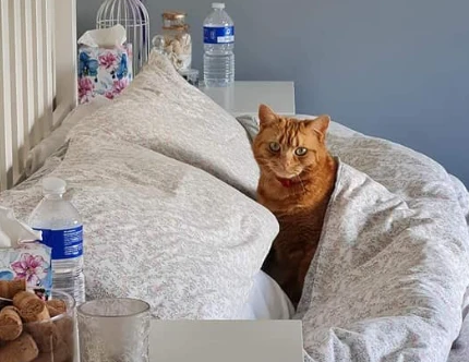 网友养了一只喜欢帮你暖床的橘猫…“哎呦,真贴心!(图2)