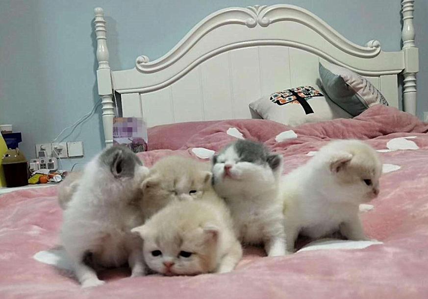 猫咪雌雄不难辨!判断猫咪们公母的办法多种多样,铲屎官们不妨试试(图2)