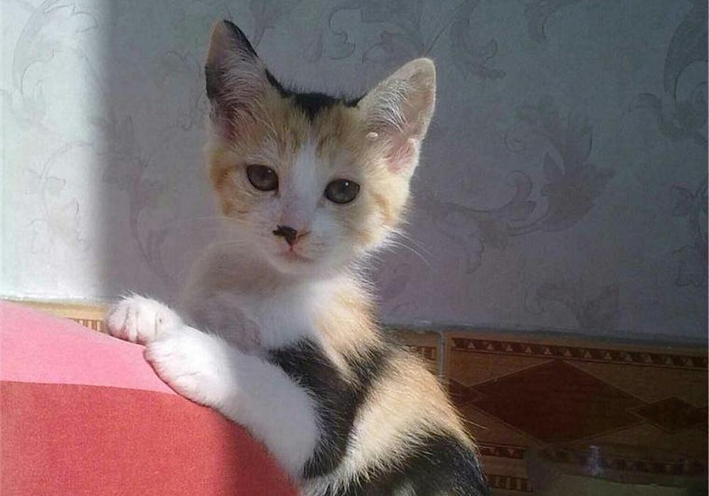 猫咪雌雄不难辨!判断猫咪们公母的办法多种多样,铲屎官们不妨试试(图3)