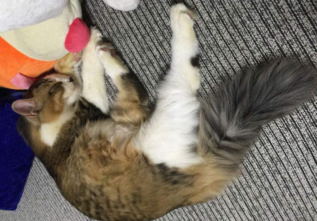 猫咪雌雄不难辨!判断猫咪们公母的办法多种多样,铲屎官们不妨试试(图4)