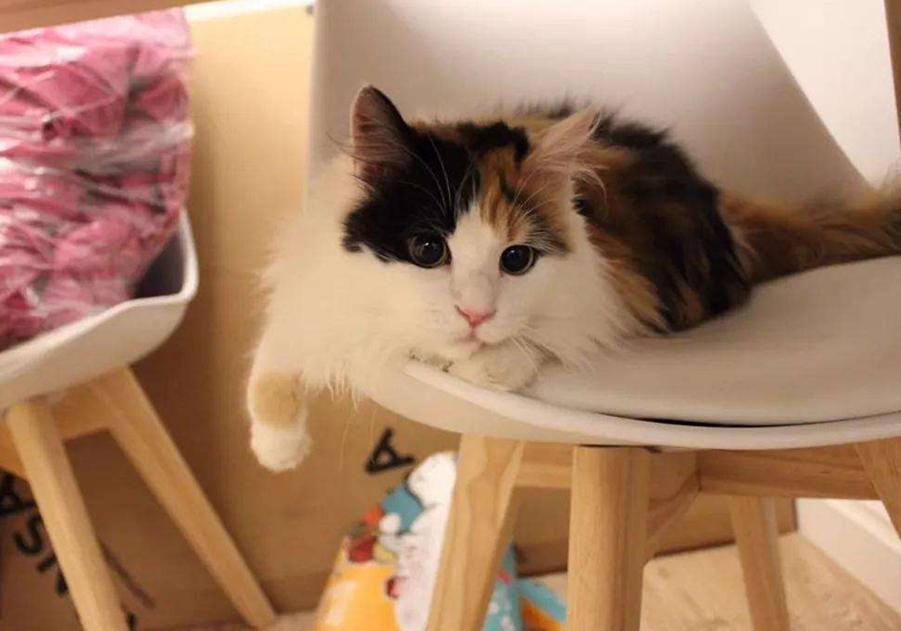 猫咪雌雄不难辨!判断猫咪们公母的办法多种多样,铲屎官们不妨试试(图5)