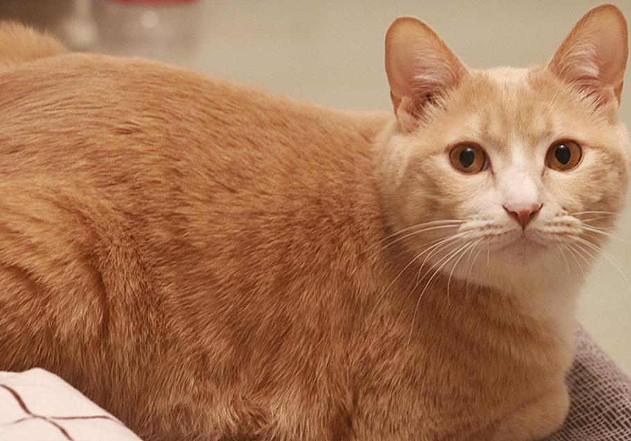 猫咪雌雄不难辨!判断猫咪们公母的办法多种多样,铲屎官们不妨试试(图6)