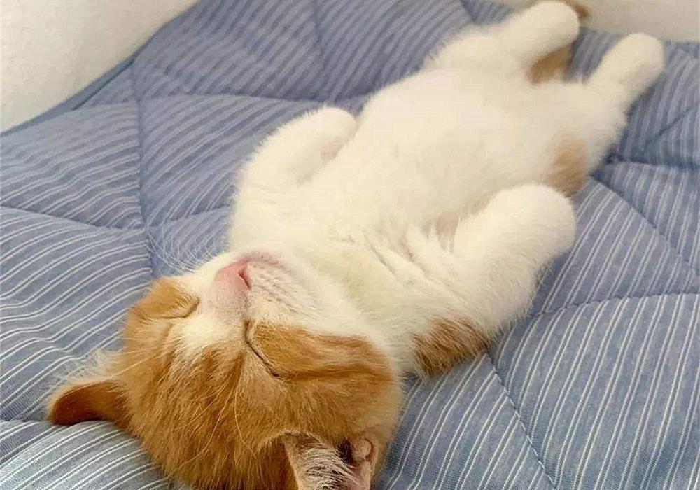 猫咪雌雄不难辨!判断猫咪们公母的办法多种多样,铲屎官们不妨试试(图7)