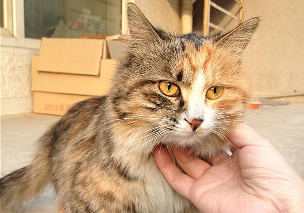 猫咪雌雄不难辨!判断猫咪们公母的办法多种多样,铲屎官们不妨试试(图8)