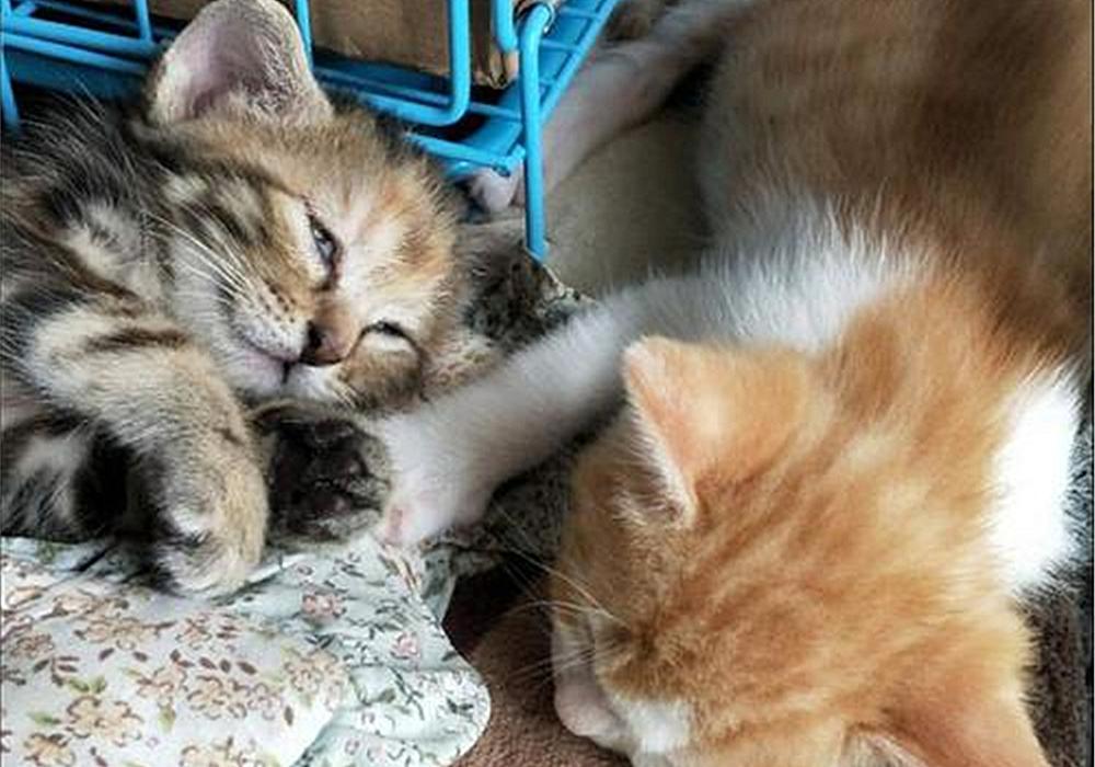 猫咪雌雄不难辨!判断猫咪们公母的办法多种多样,铲屎官们不妨试试(图10)