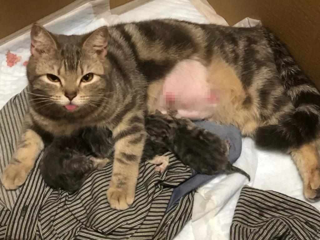 猫咪雌雄不难辨!判断猫咪们公母的办法多种多样,铲屎官们不妨试试(图12)