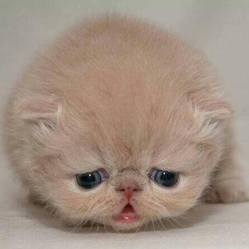 没有满月的猫要喂养什么食物?怎么喂呢?(图1)