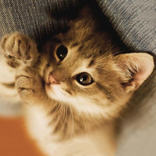 没有满月的猫要喂养什么食物?怎么喂呢?(图4)