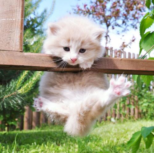 没有满月的猫要喂养什么食物?怎么喂呢?(图3)