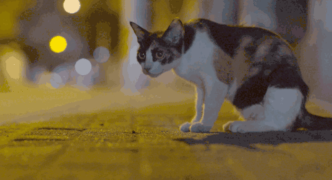 流浪猫每天讨食求摸摸,没想到背后隐藏着深沉的小心机!(图1)