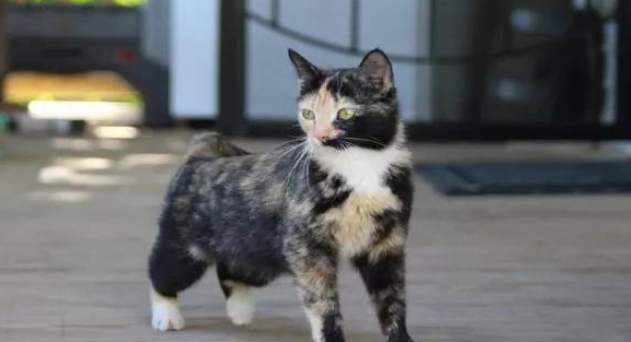 流浪猫每天讨食求摸摸,没想到背后隐藏着深沉的小心机!(图2)