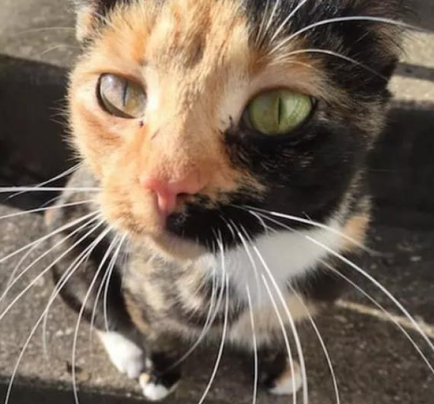 流浪猫每天讨食求摸摸,没想到背后隐藏着深沉的小心机!(图3)