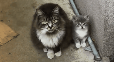 流浪猫每天讨食求摸摸,没想到背后隐藏着深沉的小心机!(图5)