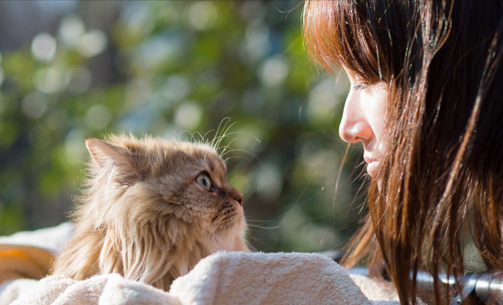 怎么照顾老年猫?照顾老年猫的方法(图1)