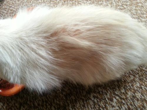 怎么照顾老年猫?照顾老年猫的方法(图5)