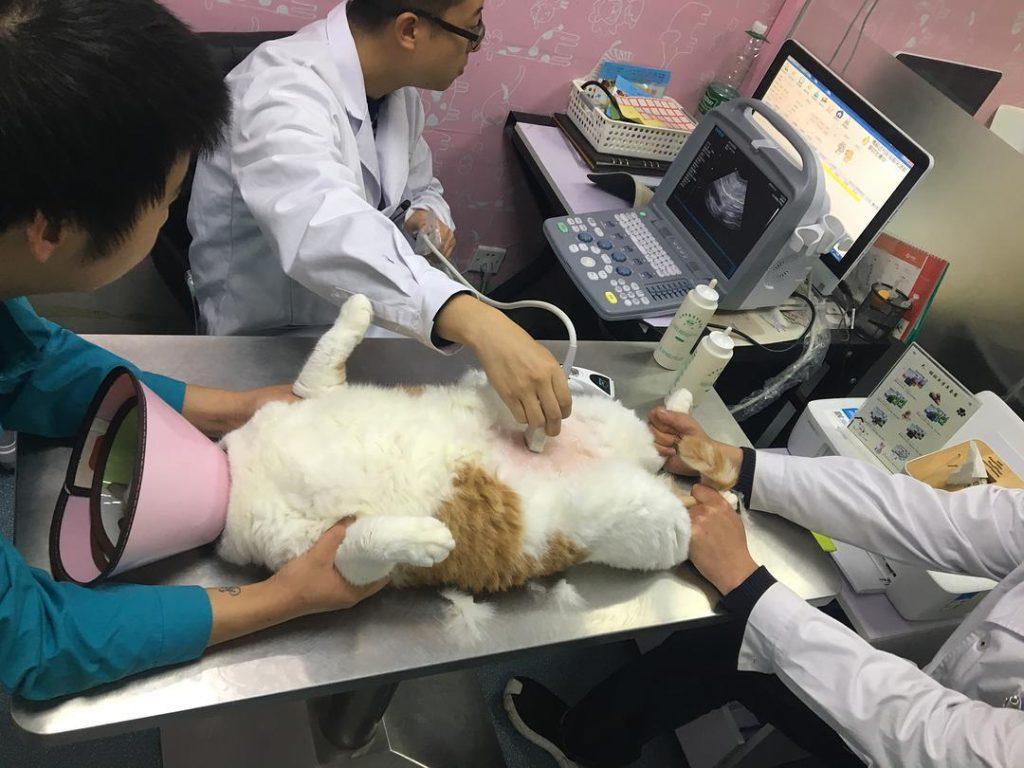 怎么照顾老年猫?照顾老年猫的方法(图7)