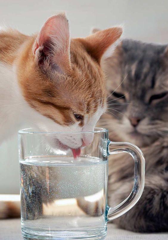 怎么照顾老年猫?照顾老年猫的方法(图9)