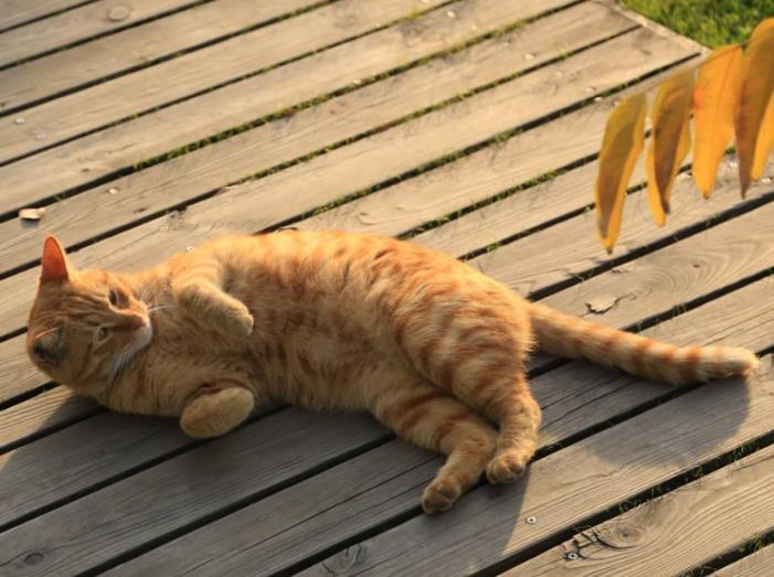 怎么照顾老年猫?照顾老年猫的方法(图8)