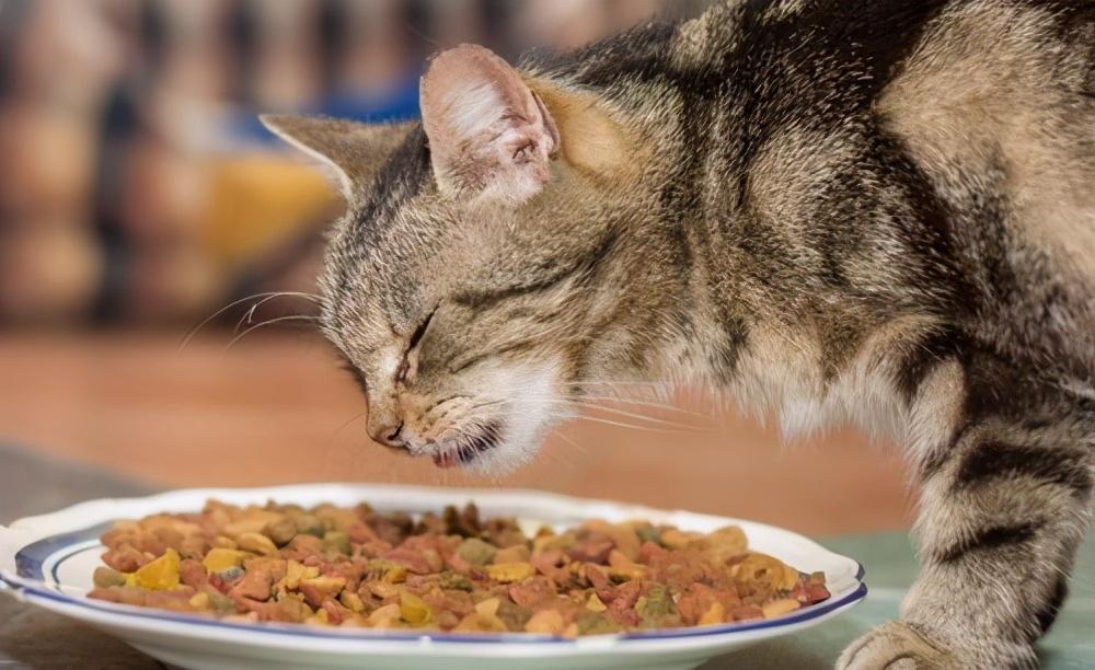 怎么照顾老年猫?照顾老年猫的方法(图10)