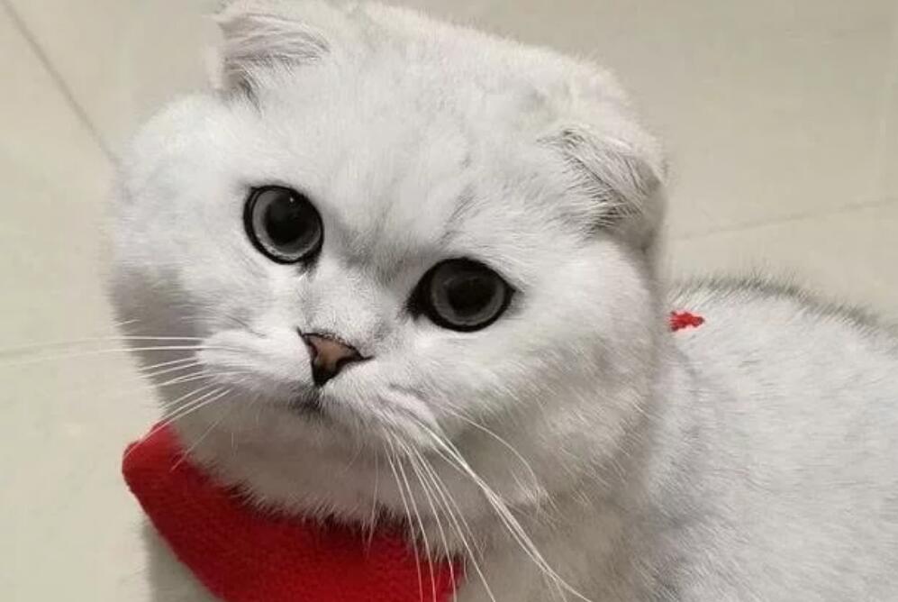 五千块买的猫咪,就爱咬人很心寒,能把它打服吗?(图1)