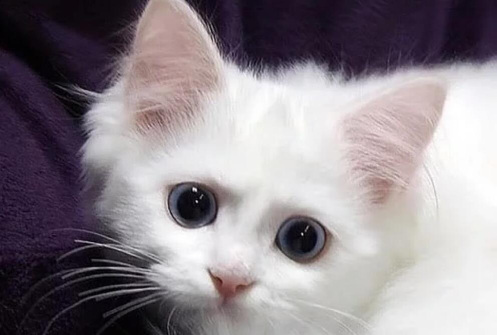 五千块买的猫咪,就爱咬人很心寒,能把它打服吗?(图2)