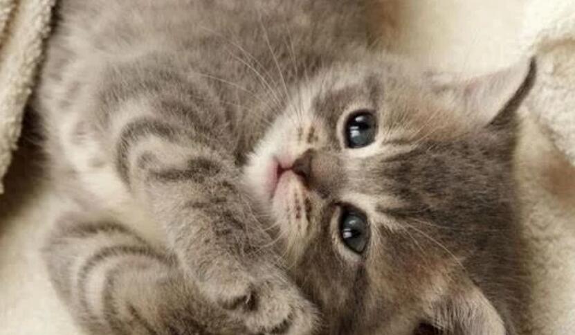 五千块买的猫咪,就爱咬人很心寒,能把它打服吗?(图3)