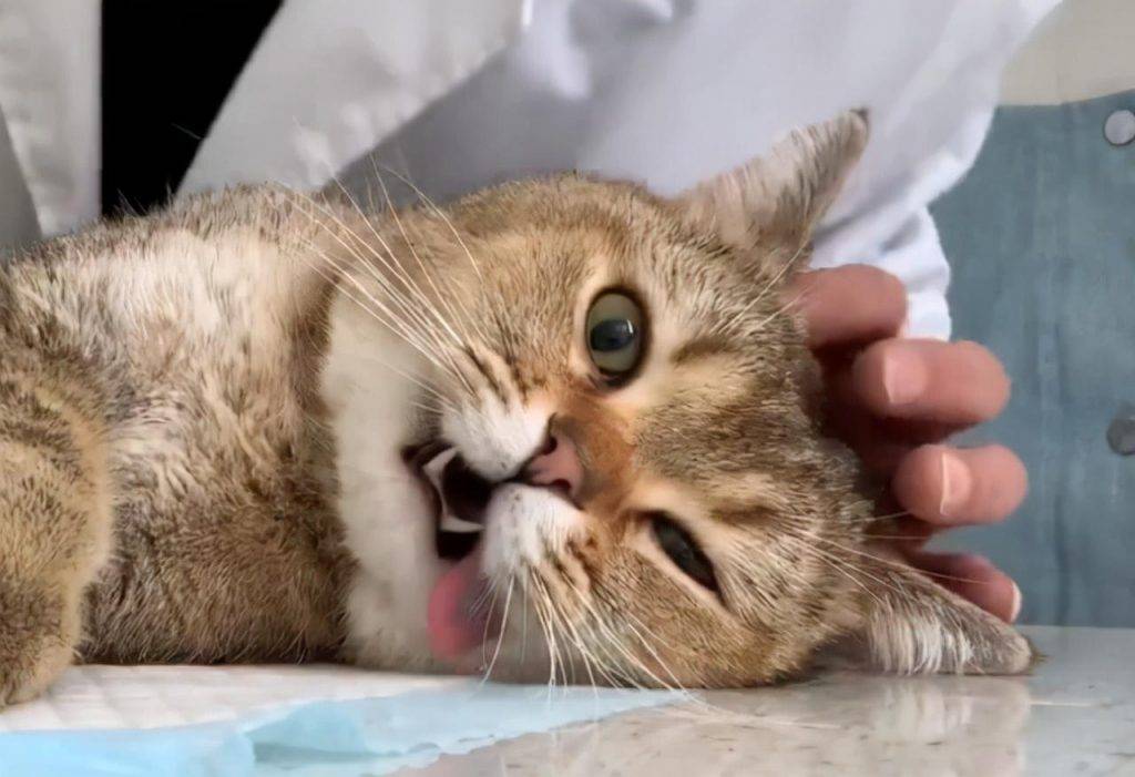 猫咪多大的时候可以进行绝育?猫咪绝育后应该如何照顾?(图3)