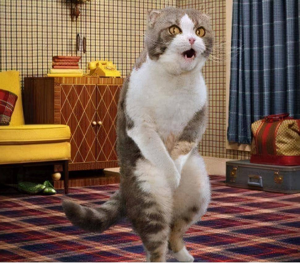 猫咪多大的时候可以进行绝育?猫咪绝育后应该如何照顾?(图2)