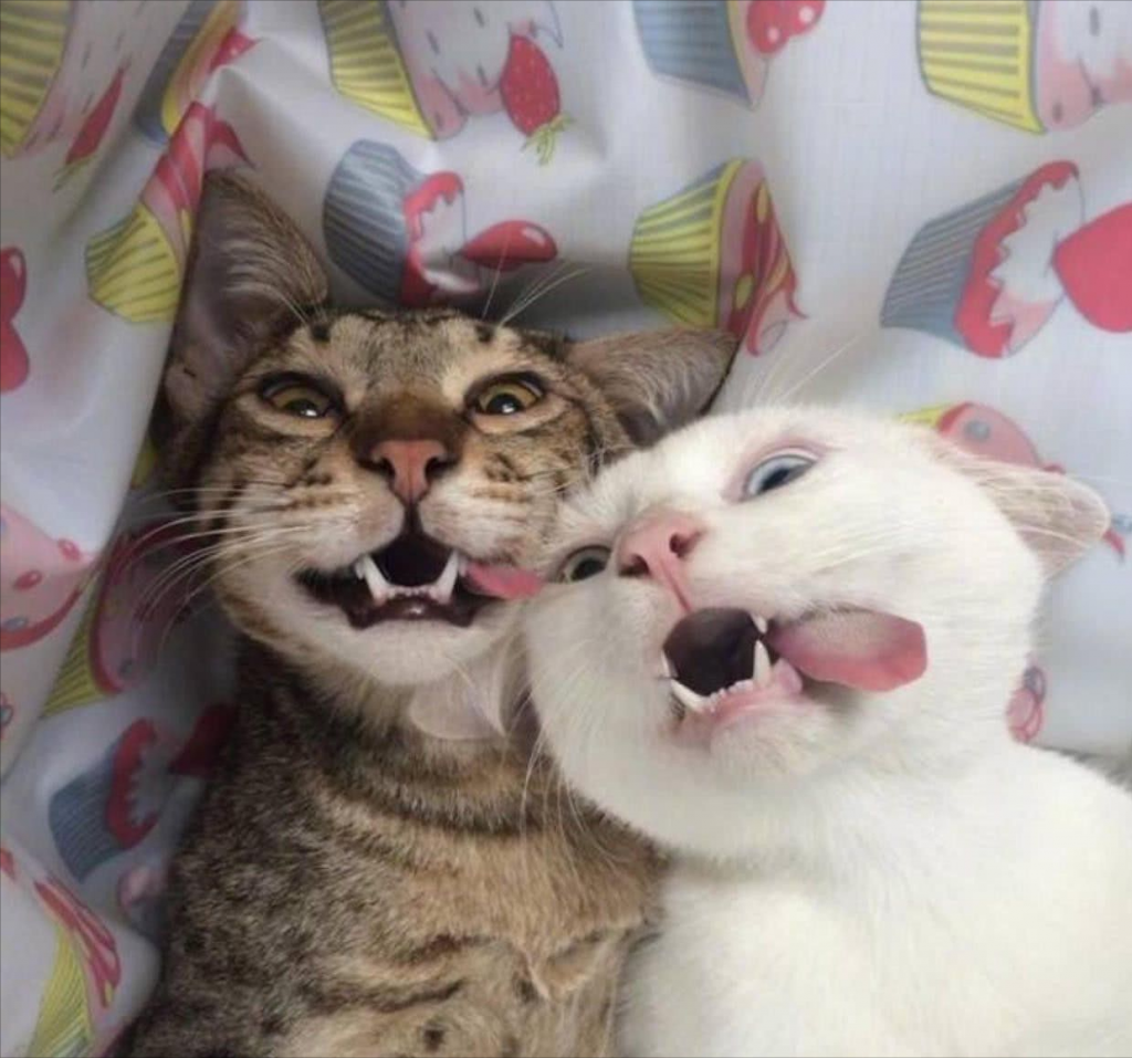 猫咪多大的时候可以进行绝育?猫咪绝育后应该如何照顾?(图4)