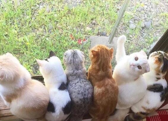 国内10元没人买, 国外100美元买不到, 这种猫是中国的骄傲(图2)