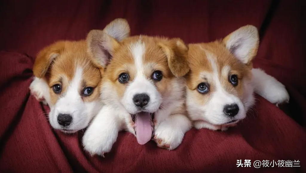 如何正确区分狗狗扭伤和骨折呢?(狗狗崴脚多久可以恢复)(图1)