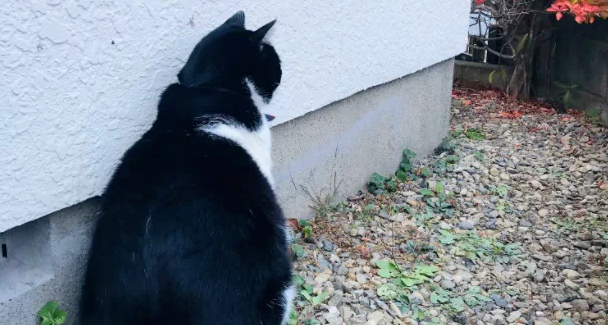 养了只巨大的猫,趴身上撒娇都觉得呼吸困难…(图1)