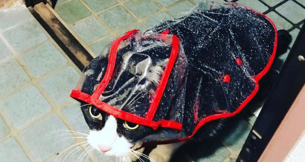 养了只巨大的猫,趴身上撒娇都觉得呼吸困难…(图2)