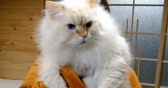 养了只巨大的猫,趴身上撒娇都觉得呼吸困难…(图3)