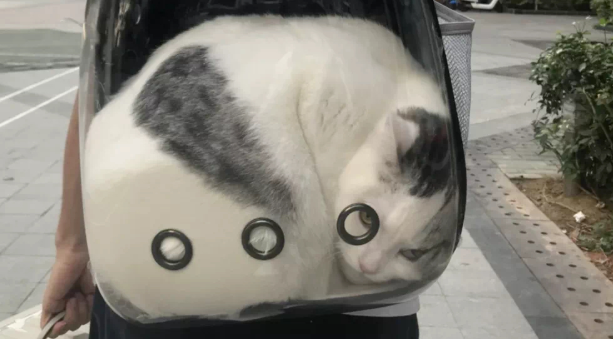 养了只巨大的猫,趴身上撒娇都觉得呼吸困难…(图4)