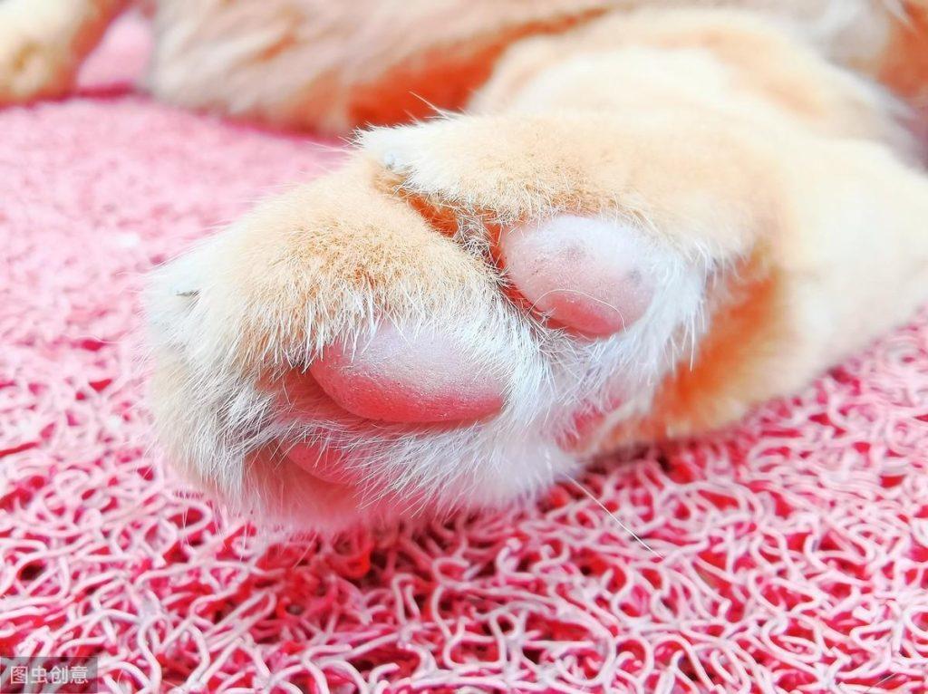 猫爪有什么用吗?揭开猫咪的小肉球上的秘密(图3)