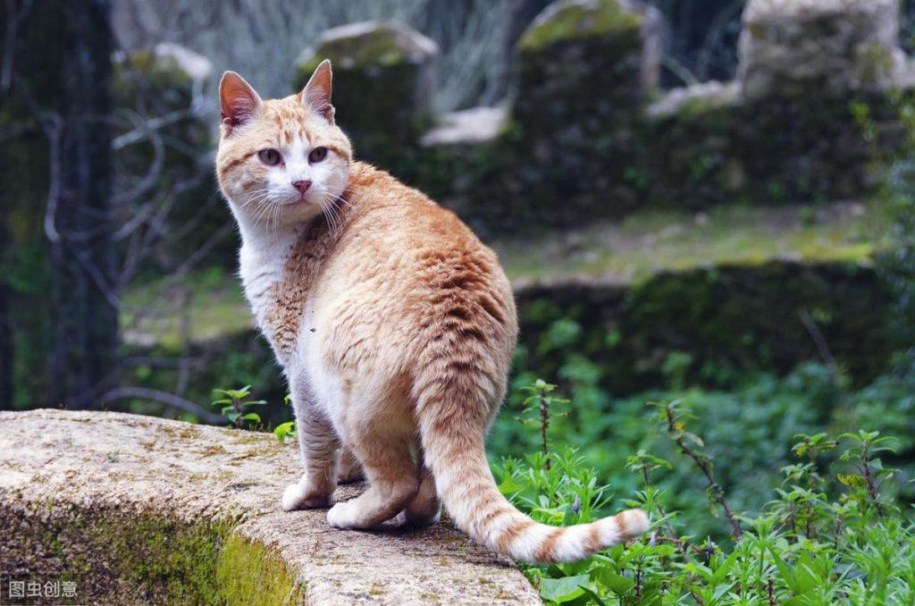 猫爪有什么用吗?揭开猫咪的小肉球上的秘密(图5)