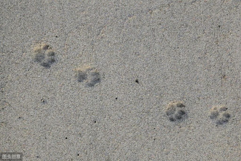 猫爪有什么用吗?揭开猫咪的小肉球上的秘密(图6)