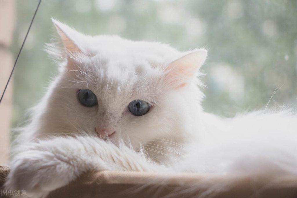 猫为什么会掉毛?掉毛有几点原因,供主人参考(图1)