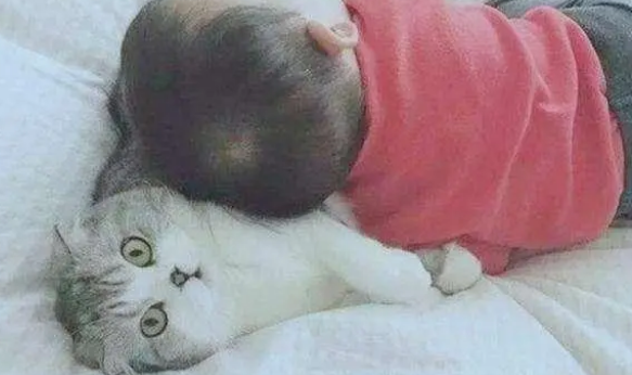 猫咪陪小铲屎官玩过家家,全程乖乖配合(图1)