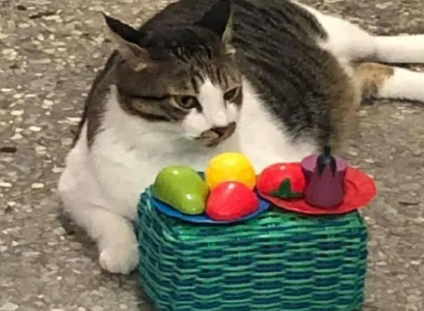 猫咪陪小铲屎官玩过家家,全程乖乖配合(图2)