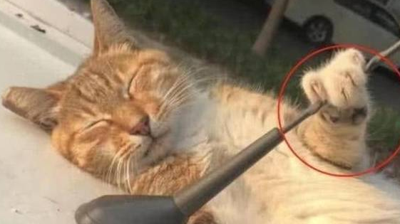 橘猫躺在车顶睡觉,网友刚要抱发现它还留了一手!(图2)