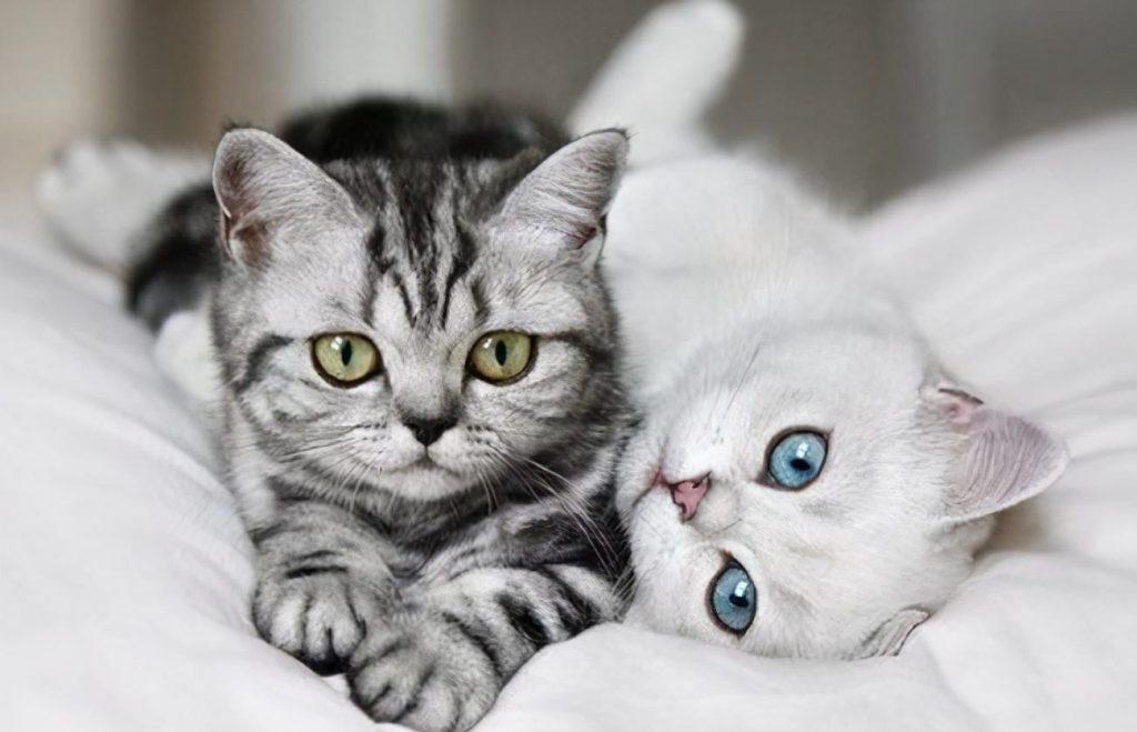 推荐4种皮实好养的猫咪,都非常好养(图1)