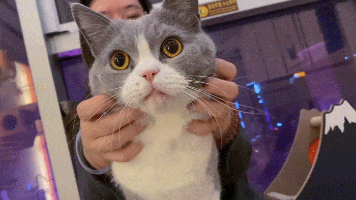 推荐4种皮实好养的猫咪,都非常好养(图5)