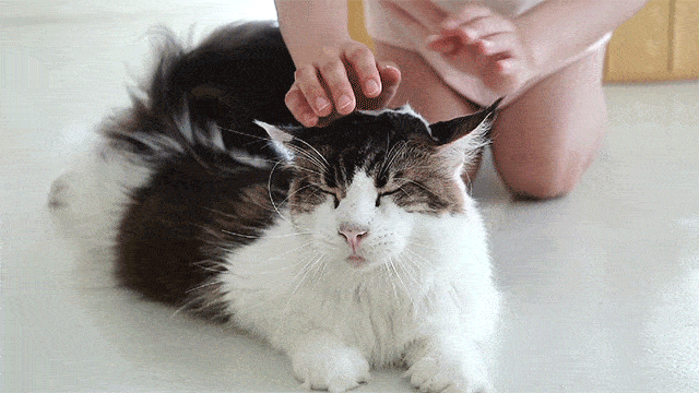 推荐4种皮实好养的猫咪,都非常好养(图7)