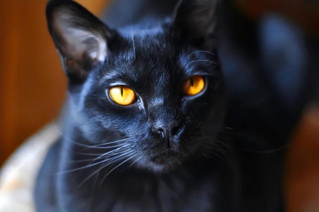 推荐4种皮实好养的猫咪,都非常好养(图8)