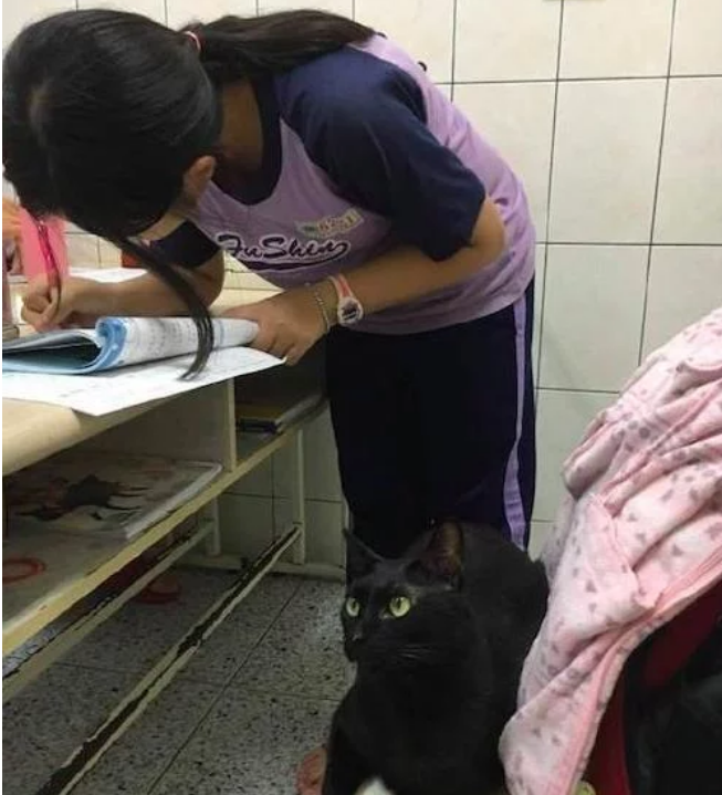 猫咪陪着女儿写作业, 妈妈走进门一看傻眼了, 猫 猫奴要从小教育(图2)