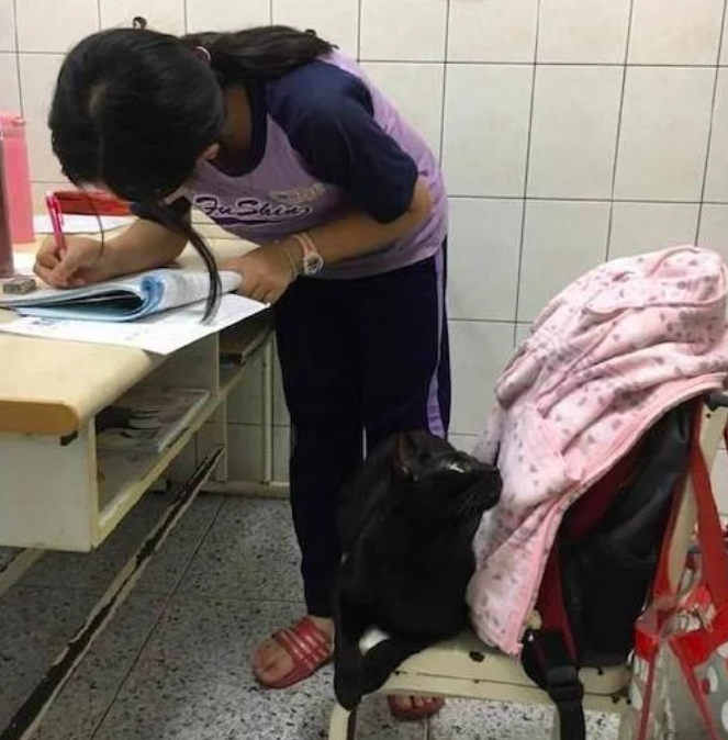 猫咪陪着女儿写作业, 妈妈走进门一看傻眼了, 猫 猫奴要从小教育(图3)