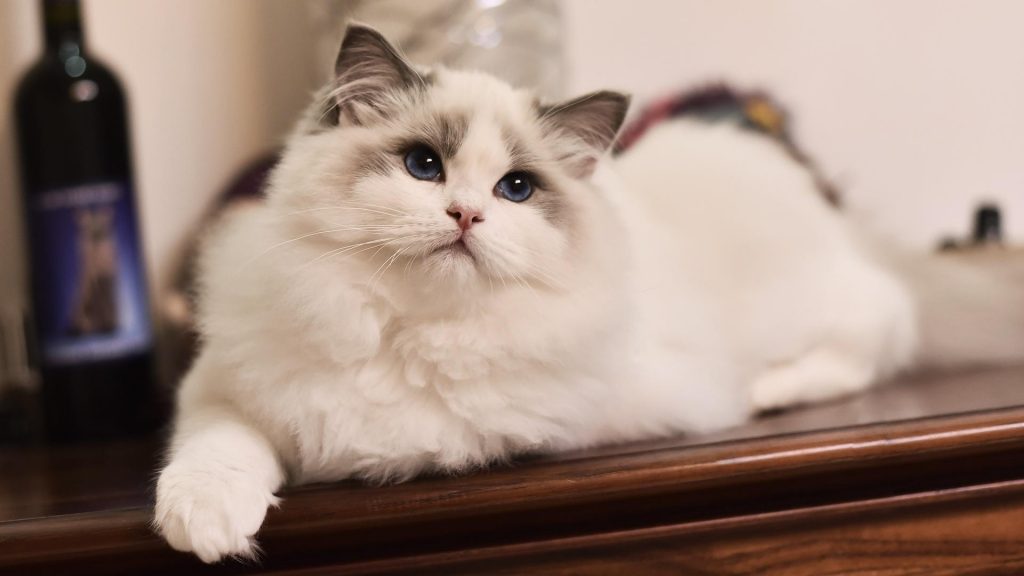 盘点18种常见的宠物猫(性格、价钱和寿命一览)(图4)